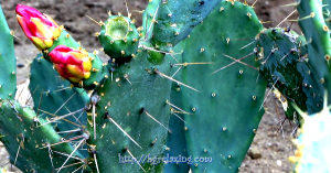 TSvety-kaktusa