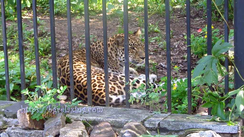 Dalnevostochnyj-leopard